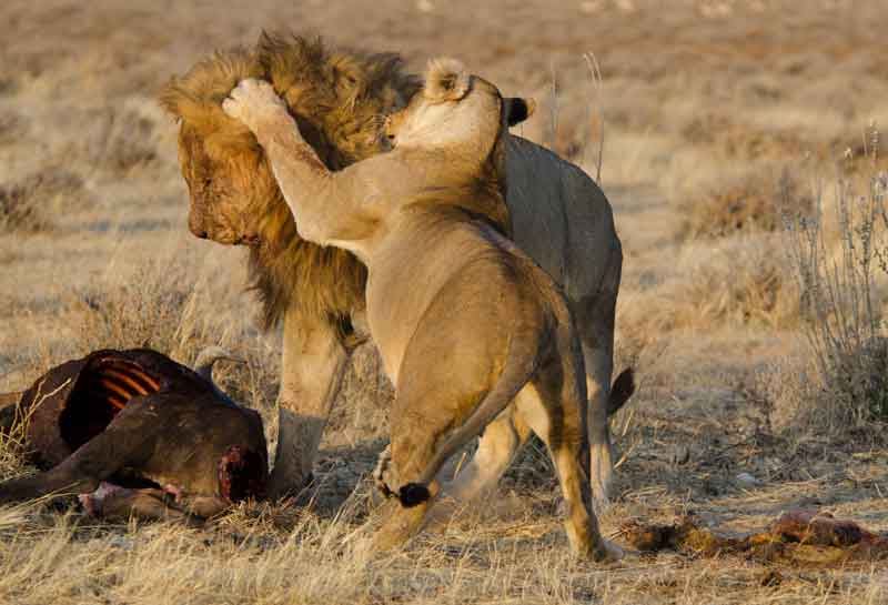 90 - Namibia - leones comiendo - parque nacional de Etosha